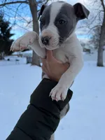 Enzo , a male American Pit Bull Terrier for sale in Brockton, MA – Photo 6 of 6