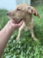 Teddy, a male Chipoo for sale in Brockton, MA – 4 of 6