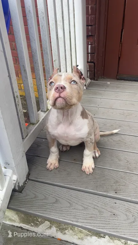 Pearl  – American Bully puppy for sale in Brockton, MA