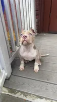 Pearl , a female American Bully for sale in Brockton, MA – 1 of 7
