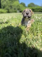 Titan , a male American Pit Bull Terrier for sale in Brockton, MA – 4 of 5
