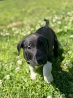 Diesel , a male American Pit Bull Terrier for sale in Brockton, MA – 2 of 6