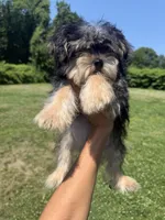 Bingo , a male Yorkshire Terrier for sale in Brockton, MA – 3 of 5