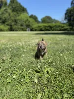 Titan , a male American Pit Bull Terrier for sale in Brockton, MA – 3 of 5