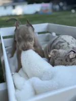 Storm , a female American Bully for sale in Brockton, MA – 5 of 5