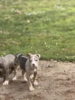 Nala, a female American Pit Bull Terrier for sale in Brockton, MA – 3 of 7