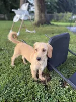 Sunny , a male Chipoo for sale in Brockton, MA – 3 of 7