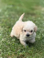 Biscuit, a male Maltipoo for sale in Brockton, MA – 3 of 9
