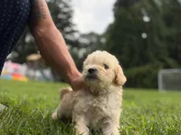 Biscuit, a male Maltipoo for sale in Brockton, MA – 8 of 9