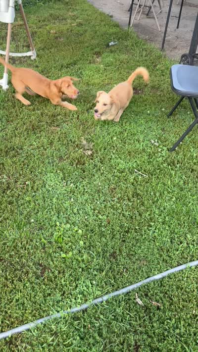 Teddy, a male Chipoo for sale in Brockton, MA – 6 of 6