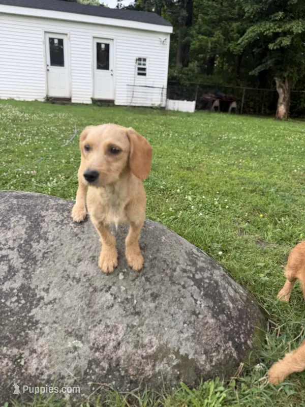 Sunny  – Chipoo puppy for sale in Brockton, MA