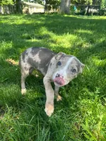 Nala, a female American Pit Bull Terrier for sale in Brockton, MA – 7 of 7