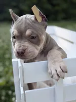 Storm , a female American Bully for sale in Brockton, MA – 2 of 5