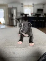 Sonny, a male American Pit Bull Terrier for sale in Brockton, MA – Photo 2 of 3