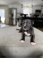 Sonny, a male American Pit Bull Terrier for sale in Brockton, MA – Photo 1 of 3