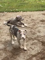Nala, a female American Pit Bull Terrier for sale in Brockton, MA – 6 of 7