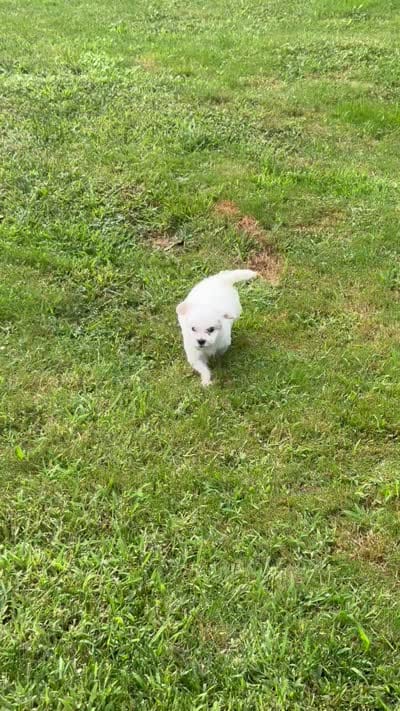 Mallow, a female Maltipoo for sale in Brockton, MA – 5 of 6