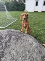 Copper, a male Chipoo for sale in Brockton, MA – 7 of 8