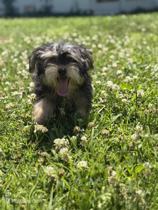 Bejin  – Yorkshire Terrier puppy for sale in Brockton, MA