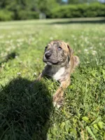 Titan , a male American Pit Bull Terrier for sale in Brockton, MA – 5 of 5