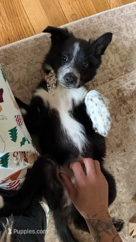 Linda  – Border Collie puppy for sale in Brockton, MA