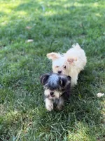 Chulo , a male Yorkshire Terrier for sale in Brockton, MA – 5 of 7