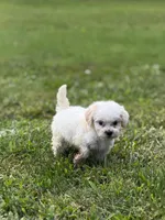 Mallow, a female Maltipoo for sale in Brockton, MA – 6 of 6