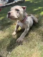 Quiara , a female American Bully for sale in Brockton, MA – 4 of 7