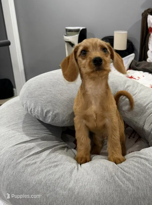 No.1647　chipooh Lola – Chipoo Puppy for Sale in Brockton, MA | Puppies.com