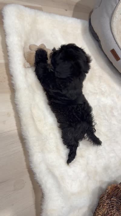 Teddy , a male Shihpoo for sale in Brockton, MA – 3 of 7