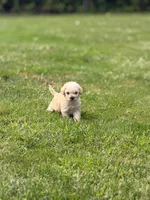 Biscuit, a male Maltipoo for sale in Brockton, MA – 5 of 9