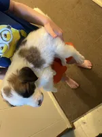 Mixed Breed 1, a male Border Collie for sale in Ferris, TX – 2 of 3