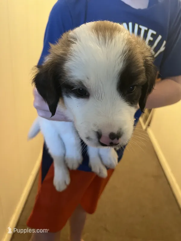 Mixed Breed 1 – Border Collie puppy for sale in Ferris, TX