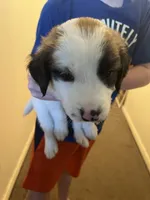 Mixed Breed 1, a male Border Collie for sale in Ferris, TX – 1 of 3