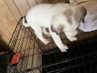 Mixed Breed 3, a female Border Collie for sale in Ferris, TX – 2 of 2