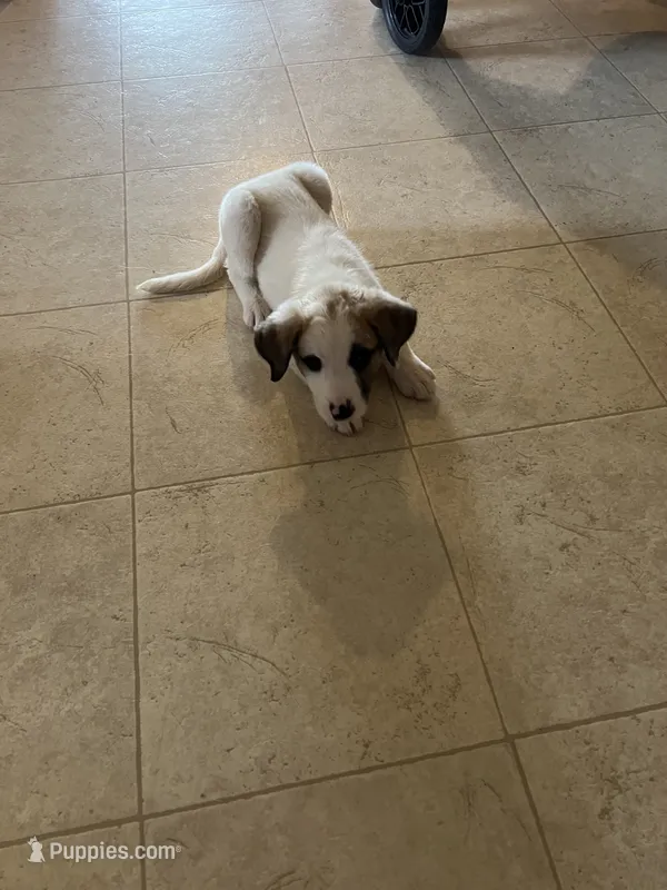 Mixed Breed 3 – Border Collie puppy for sale in Ferris, TX