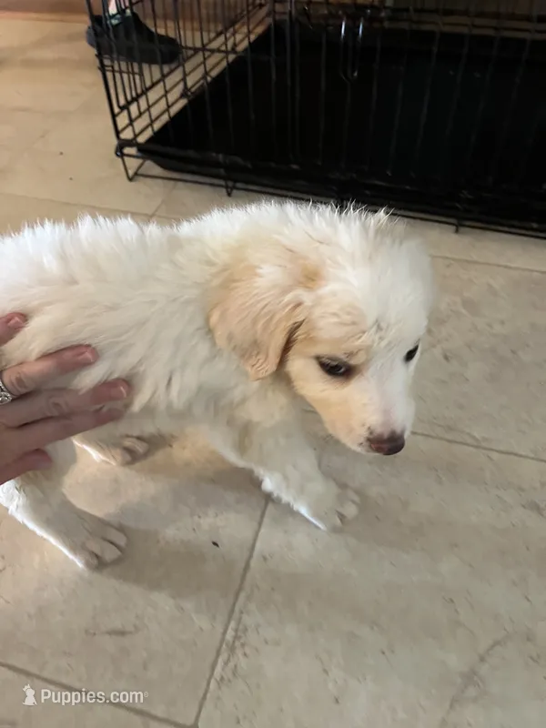 Puppy  – Border Collie puppy for sale in Ferris, TX