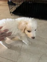 Puppy , a male Border Collie for sale in Ferris, TX – 1 of 2