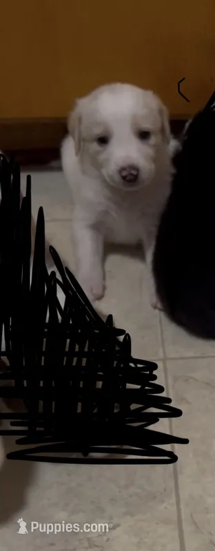 Mixed Breed 5 – Border Collie puppy for sale in Ferris, TX