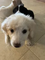 Puppy , a male Border Collie for sale in Ferris, TX – 2 of 2