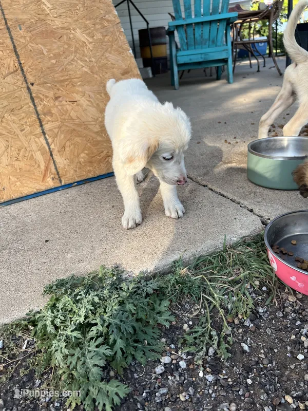 Mixed Breed 4 – Border Collie puppy for sale in Ferris, TX