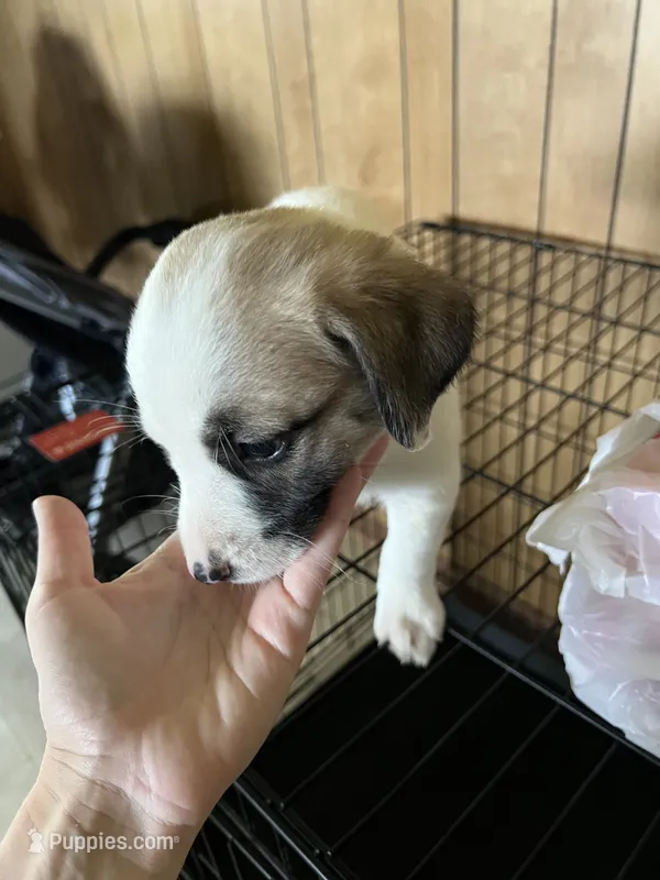 Mixed Breed 3 – Border Collie puppy for sale in Ferris, TX