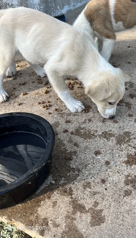 Female – Border Collie puppy for sale in Ferris, TX