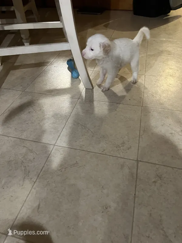 Mixed Breed 4 – Border Collie puppy for sale in Ferris, TX