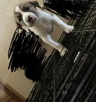Mixed Breed 2, a female Border Collie for sale in Ferris, TX – 1 of 1