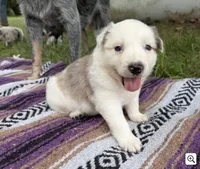 Texas Heeler Female #2, a female Australian Cattle Dog and Australian Shepherd for sale in Congerville, IL – 2 of 3