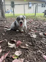 Texas Heeler male #4, a male Australian Cattle Dog and Australian Shepherd for sale in Congerville, IL – 3 of 3
