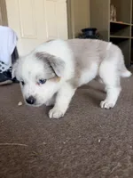 Texas Heeler Female #2, a female Australian Cattle Dog and Australian Shepherd for sale in Congerville, IL – 1 of 3
