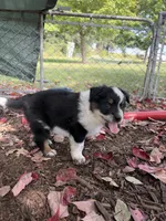 Texas Heeler male #1, a male Australian Cattle Dog and Australian Shepherd for sale in Congerville, IL – 3 of 3