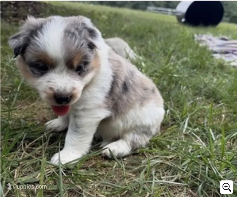Texas Heeler male #3 – Australian Cattle Dog, Australian Shepherd puppy for sale in Congerville, IL